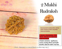 Two Mukhi Rudraksh ( 2 Faced Rudraksha ) - www.blissfulagate.com