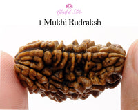One Mukhi Rudraksh ( 1 Faced Rudraksha ) - www.blissfulagate.com