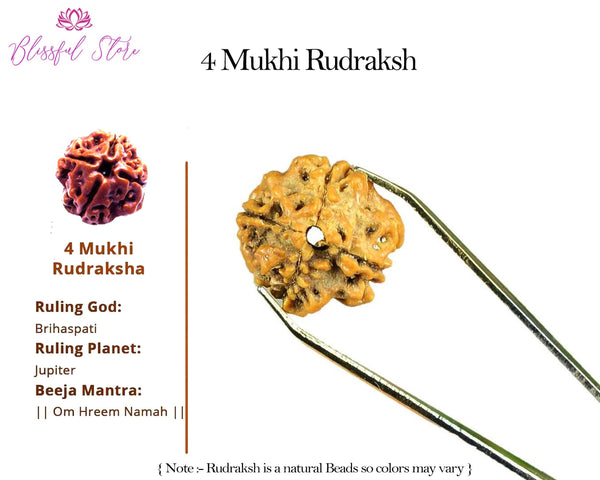4 Mukhi Rudraksh ( 4 Faced Rudraksha ) - www.blissfulagate.com