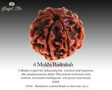 Six Mukhi Rudraksh ( 6 Faced Rudraksha ) - www.blissfulagate.com