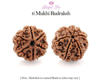 Six Mukhi Rudraksh ( 6 Faced Rudraksha ) - www.blissfulagate.com