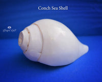 Conch Sea Shell - www.blissfulagate.com