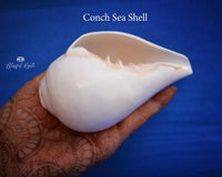 Conch Sea Shell - www.blissfulagate.com