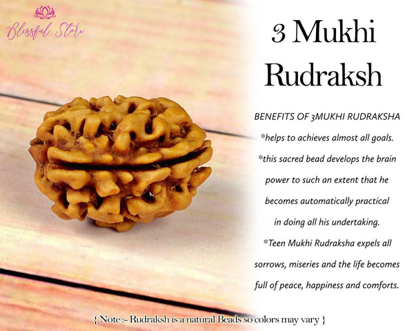 3 Mukhi Rudraksh ( 3 Faced Rudraksha ) - www.blissfulagate.com