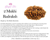 Two Mukhi Rudraksh ( 2 Faced Rudraksha ) - www.blissfulagate.com