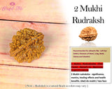 Two Mukhi Rudraksh ( 2 Faced Rudraksha ) - www.blissfulagate.com