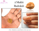 Two Mukhi Rudraksh ( 2 Faced Rudraksha ) - www.blissfulagate.com