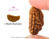 One Mukhi Rudraksh ( 1 Faced Rudraksha ) - www.blissfulagate.com