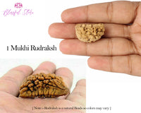 One Mukhi Rudraksh ( 1 Faced Rudraksha ) - www.blissfulagate.com