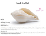 Conch Sea Shell - www.blissfulagate.com