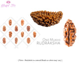 One Mukhi Rudraksh ( 1 Faced Rudraksha ) - www.blissfulagate.com