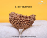 One Mukhi Rudraksh ( 1 Faced Rudraksha ) - www.blissfulagate.com