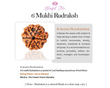 Six Mukhi Rudraksh ( 6 Faced Rudraksha ) - www.blissfulagate.com