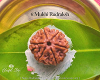 Six Mukhi Rudraksh ( 6 Faced Rudraksha ) - www.blissfulagate.com