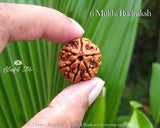 Six Mukhi Rudraksh ( 6 Faced Rudraksha ) - www.blissfulagate.com