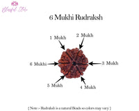 Six Mukhi Rudraksh ( 6 Faced Rudraksha ) - www.blissfulagate.com