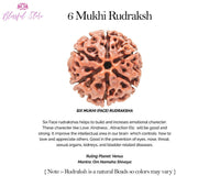 Six Mukhi Rudraksh ( 6 Faced Rudraksha ) - www.blissfulagate.com