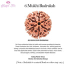 Six Mukhi Rudraksh ( 6 Faced Rudraksha ) - www.blissfulagate.com