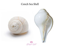 Conch Sea Shell - www.blissfulagate.com