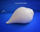 Conch Sea Shell - www.blissfulagate.com