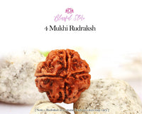 4 Mukhi Rudraksh ( 4 Faced Rudraksha ) - www.blissfulagate.com