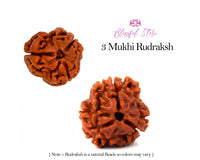 3 Mukhi Rudraksh ( 3 Faced Rudraksha ) - www.blissfulagate.com