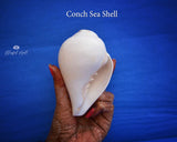 Conch Sea Shell - www.blissfulagate.com