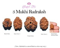 3 Mukhi Rudraksh ( 3 Faced Rudraksha ) - www.blissfulagate.com