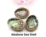 AAA Quality Natural Abalone Shell - www.blissfulagate.com