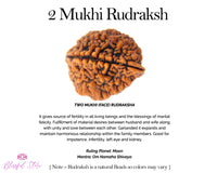 Two Mukhi Rudraksh ( 2 Faced Rudraksha ) - www.blissfulagate.com